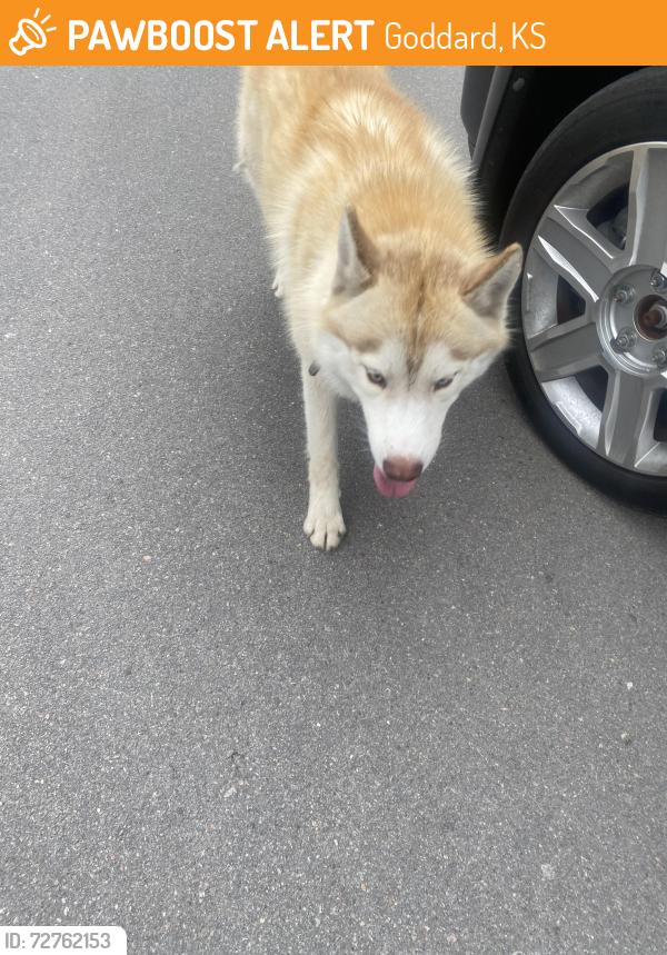 Found/Stray Male Dog last seen CDS Elementary , Goddard, KS 67052