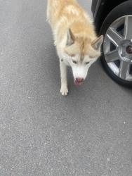 Found/Stray Male Dog last seen CDS Elementary , Goddard, KS 67052