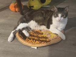 Lost Female Cat last seen Alvarado and Eastern, Albuquerque, NM 87108