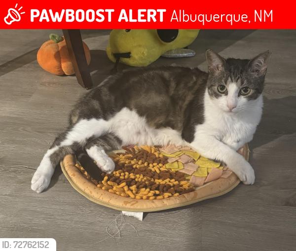Lost Female Cat last seen Alvarado and Eastern, Albuquerque, NM 87108