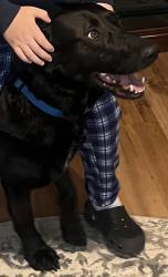 Lost Male Dog last seen Chelsea oldham, Bella Vista, AR 72715