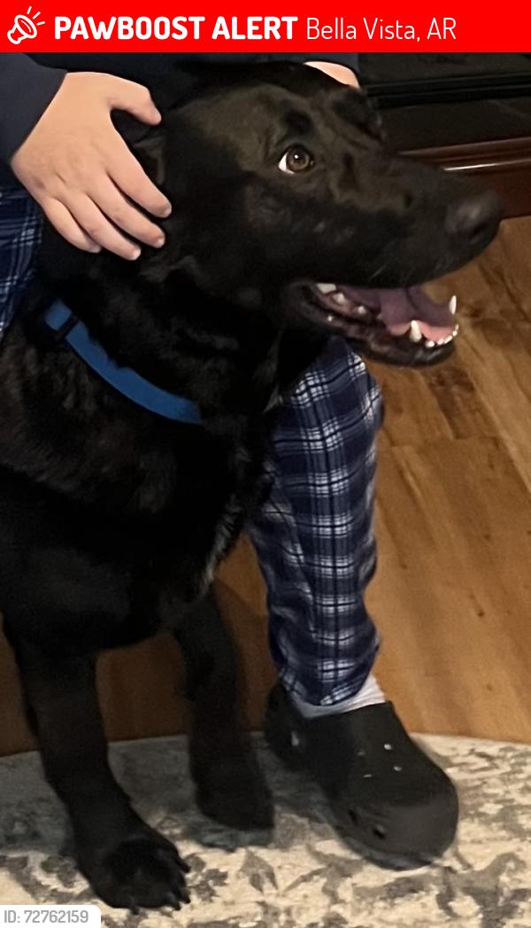 Lost Male Dog last seen Chelsea oldham, Bella Vista, AR 72715
