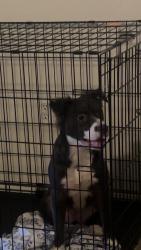 Lost Female Dog last seen Near st and southern , Phoenix, AZ 85041