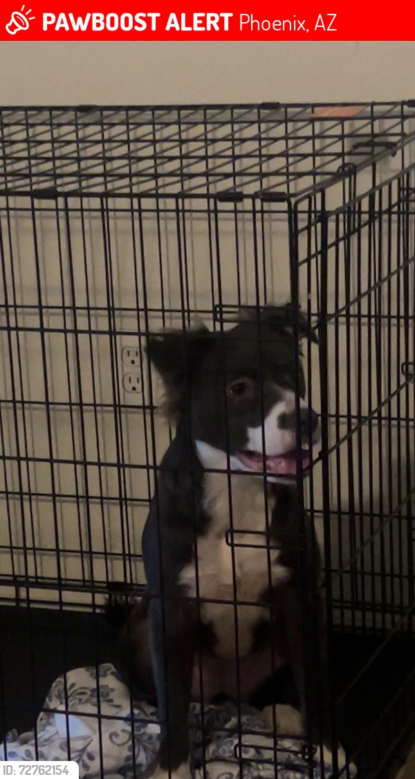 Lost Female Dog last seen Near st and southern, Phoenix, AZ 85041
