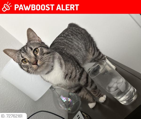 Lost Male Cat last seen Taco Bell , Watauga, TX 76148