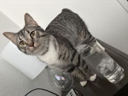 Lost Male Cat last seen Taco Bell , Watauga, TX 76148