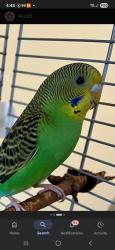 Lost Unknown Bird last seen Mcpherson Ave and Beresford st (in our complex), Burnaby, BC V5J 5G9