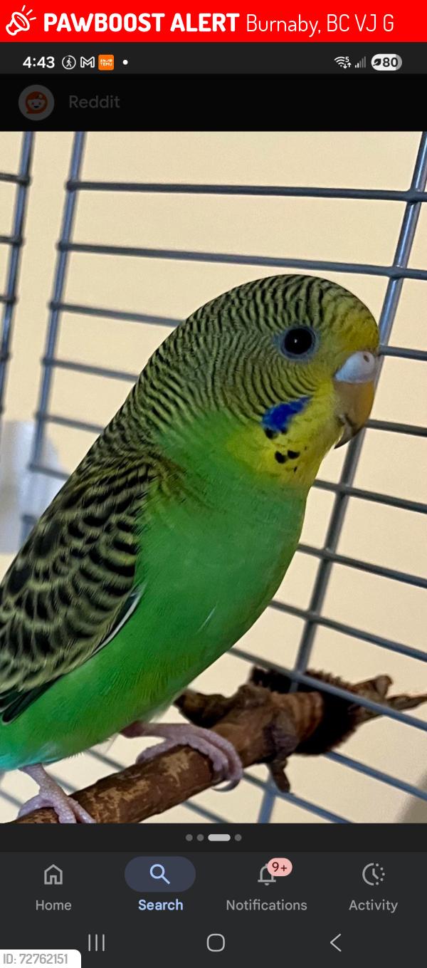 Lost Unknown Bird last seen Mcpherson Ave and Beresford st (in our complex), Burnaby, BC V5J 5G9