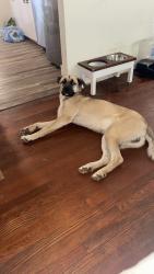 Lost Male Dog last seen Royal ave front royal , Front Royal, VA 22630
