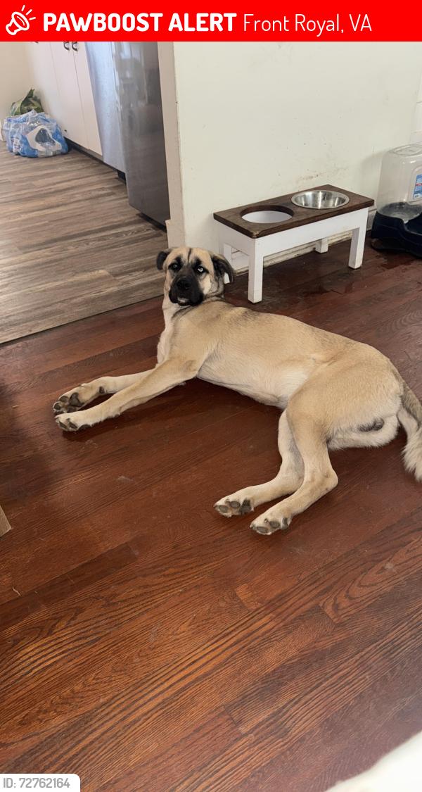 Lost Male Dog last seen Royal ave front royal , Front Royal, VA 22630