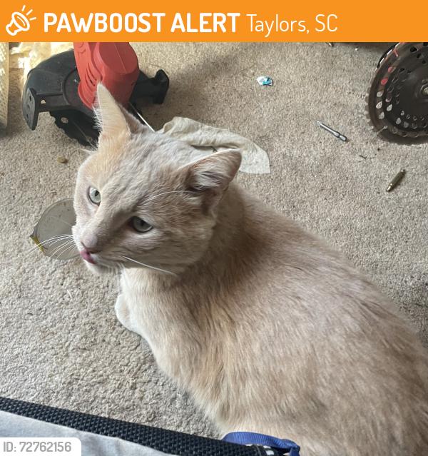 Found/Stray Unknown Cat last seen Charter Oak Dr , Taylors, SC 29687