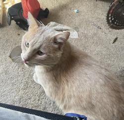 Found/Stray Unknown Cat last seen Charter Oak Dr , Taylors, SC 29687