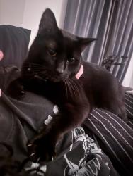 Lost Male Cat last seen indian school & e osborn rd , Scottsdale, AZ 85251