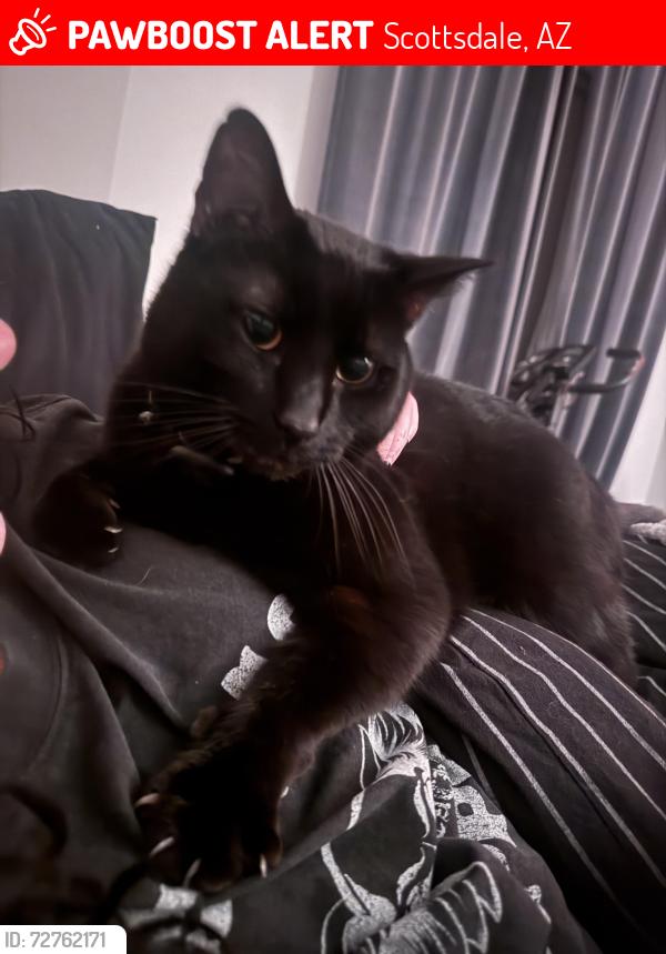 Lost Male Cat last seen indian school & e osborn rd , Scottsdale, AZ 85251