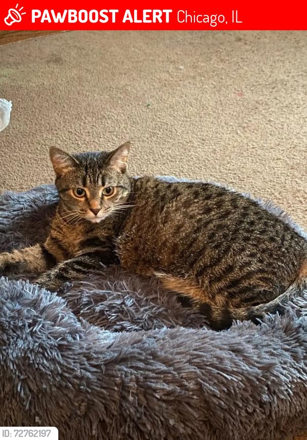 Lost Female Cat last seen Touhy and Paulina , Chicago, IL 60626