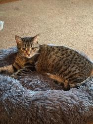 Lost Female Cat last seen Touhy and Paulina , Chicago, IL 60626