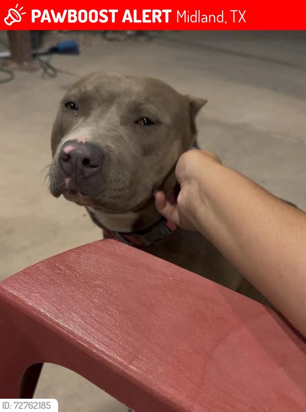 Lost Female Dog last seen Thomason drive , Midland, TX 79703