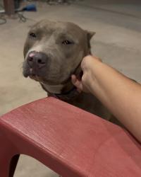 Lost Female Dog last seen Thomason drive , Midland, TX 79703