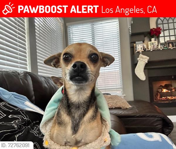 Lost Male Dog last seen Burbank and Fulton , Los Angeles, CA 91401