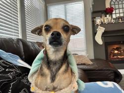 Lost Male Dog last seen Burbank and Fulton , Los Angeles, CA 91401