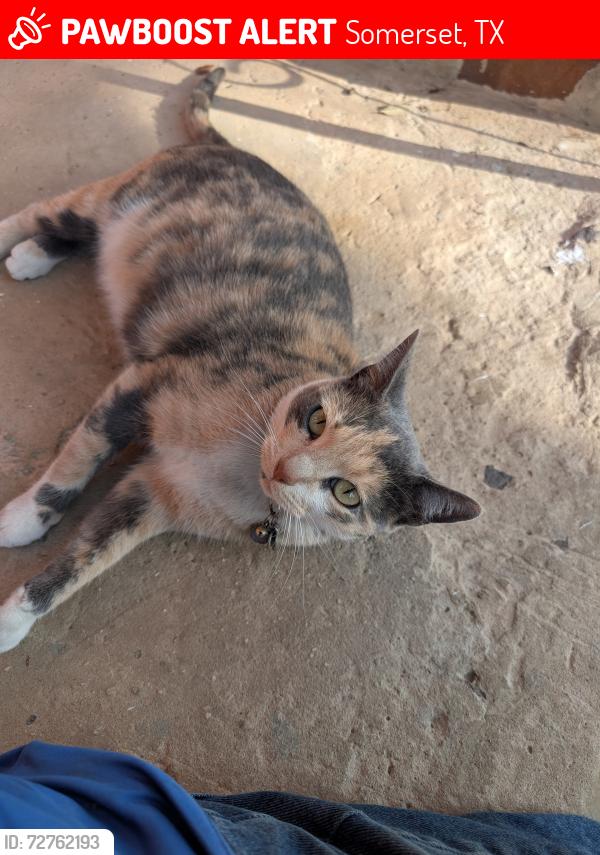 Lost Female Cat last seen Somerset and 1604, Somerset, TX 78069