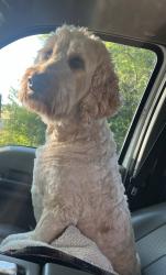Lost Male Dog last seen Stinson Hartis and Indian Trail Fairview Rd, Indian Trail, NC 28079