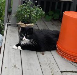 Lost Male Cat last seen Goodhope and granville, Milwaukee, WI 53224