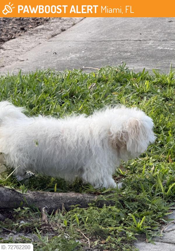 Found/Stray Male Dog last seen Near sw 2st Miami Florida 33135, Miami, FL 33135