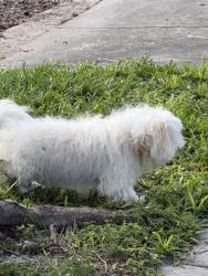 Found/Stray Male Dog last seen Near sw 2st Miami Florida 33135, Miami, FL 33135