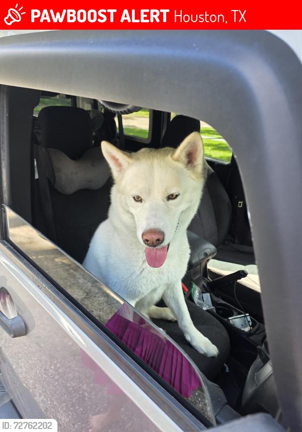 Lost Male Dog last seen Cutten Rd and Pebble Beach Dr., Houston, TX 77069