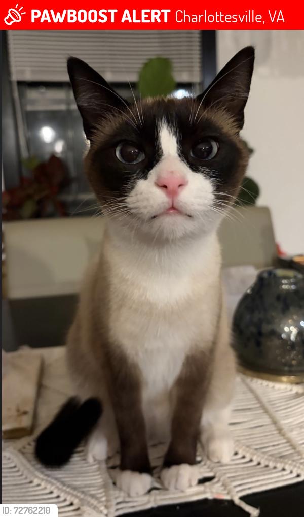 Lost Male Cat last seen Old Brook Rd, Charlottesville, VA 22901