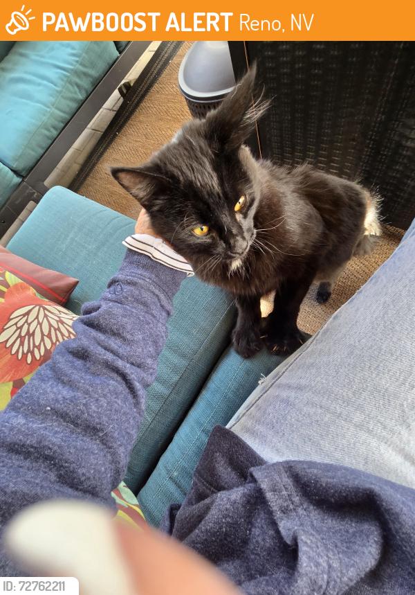 Found/Stray Unknown Cat last seen Veterans, Reno, NV 89521