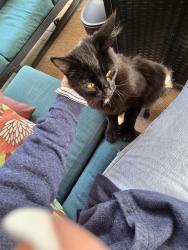 Found/Stray Unknown Cat last seen Veterans, Reno, NV 89521