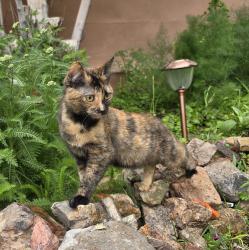 Lost Female Cat last seen Sunflower Bank, Las Cruces, NM 88005