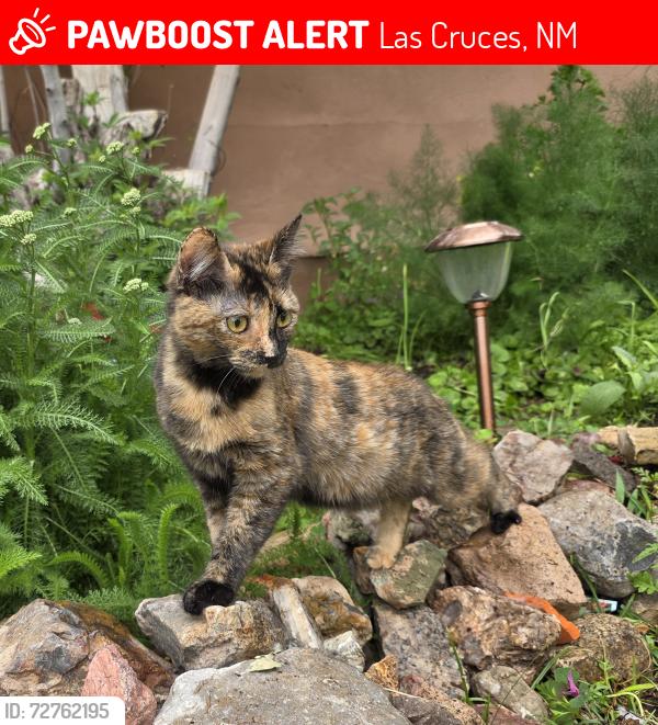 Lost Female Cat last seen Sunflower Bank, Las Cruces, NM 88005
