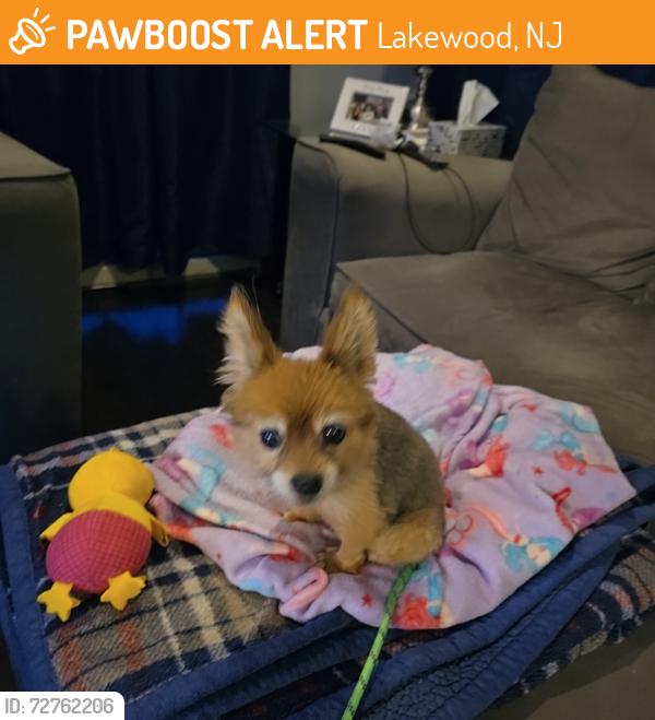 Found/Stray Female Dog last seen lakewood nj, Lakewood, NJ 08701