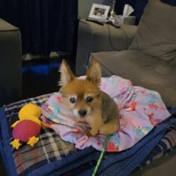 Found/Stray Female Dog last seen lakewood nj, Lakewood, NJ 08701