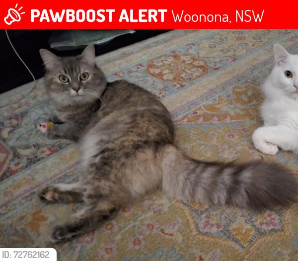 Lost Female Cat last seen Chenhalls St, Albert St, Princes Hwy. Close to Hollymount Park, Woonona, NSW 2517