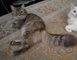 Lost Female Cat last seen Chenhalls St, Albert St, Princes Hwy. Close to Hollymount Park, Woonona, NSW 2517