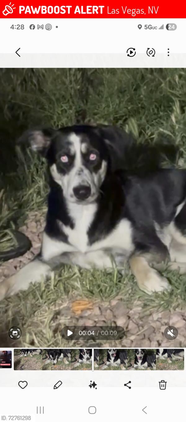 Lost Female Dog last seen Nellis and stewart , Las Vegas, NV 89110