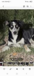 Lost Female Dog last seen Nellis and stewart , Las Vegas, NV 89110