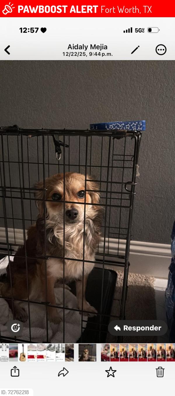 Lost Male Dog last seen Forest hills, Fort Worth, TX 76119