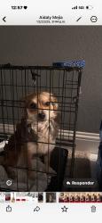 Lost Male Dog last seen Forest hills, Fort Worth, TX 76119