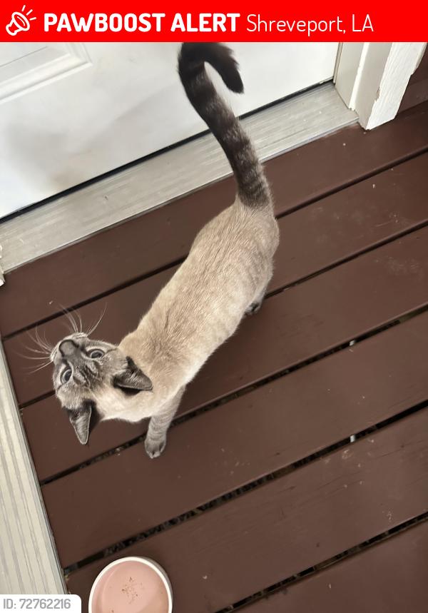 Lost Male Cat last seen Shreveport,pines road and Greenwood., Shreveport, LA 71119