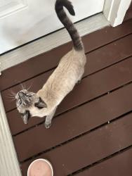 Lost Male Cat last seen Shreveport,pines road and Greenwood., Shreveport, LA 71119