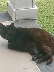 Lost Female Cat last seen Standifer gap rd, Chattanooga, TN 37421