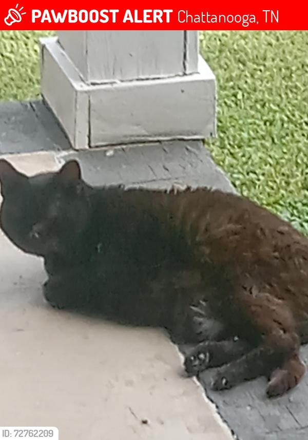 Lost Female Cat last seen Standifer gap rd, Chattanooga, TN 37421