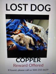 Lost Male Dog last seen Allo and 11th st , Marrero, LA 70072
