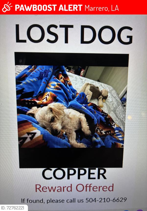 Lost Male Dog last seen Allo and 11th st , Marrero, LA 70072