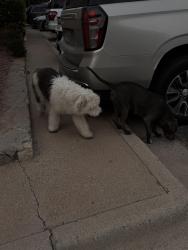 Found/Stray Unknown Dog last seen Citadel apmts, El Paso, TX 79925